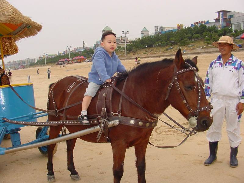 Domestic horse; DISPLAY FULL IMAGE.