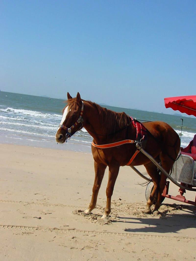 Domestic horse; DISPLAY FULL IMAGE.