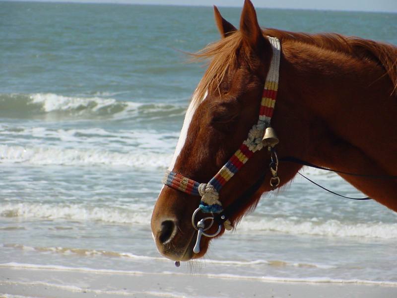 Domestic horse; DISPLAY FULL IMAGE.