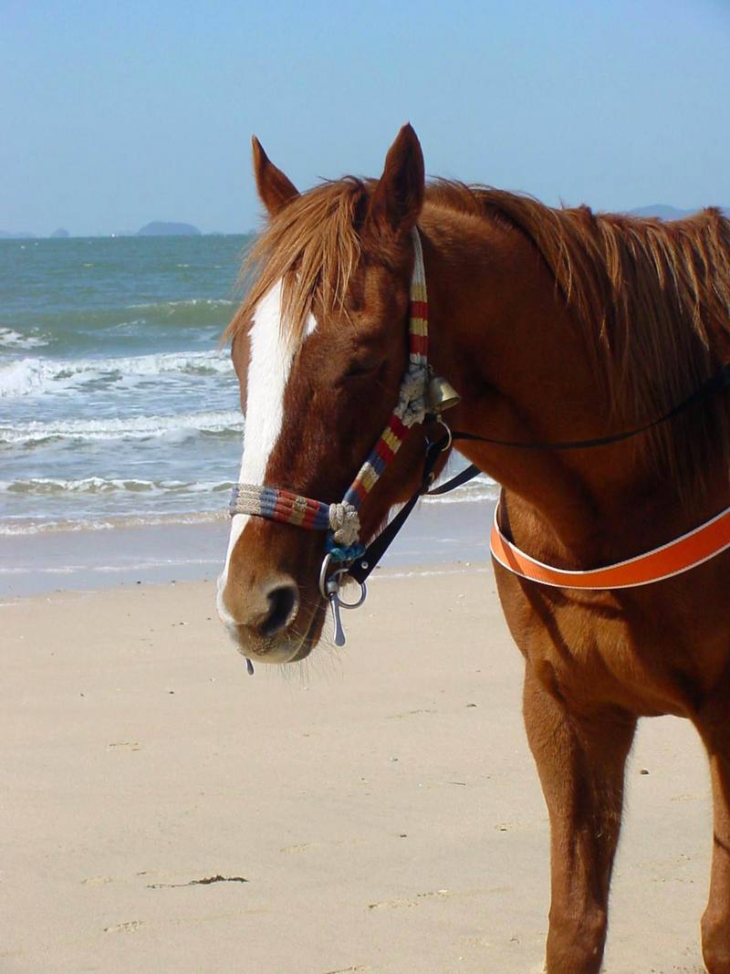 Domestic horse; DISPLAY FULL IMAGE.