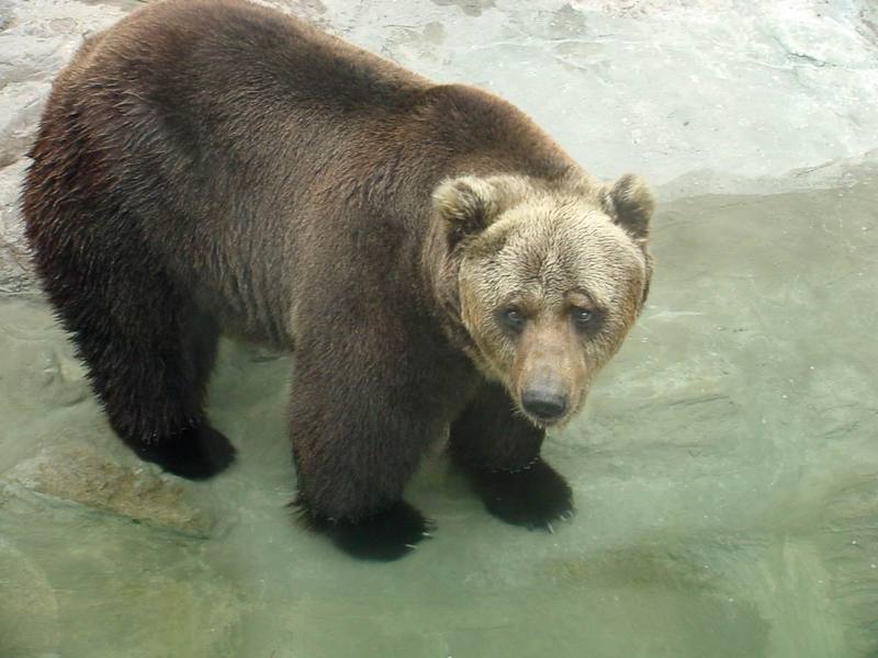 European Brown Bear; DISPLAY FULL IMAGE.