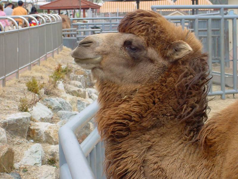 Bactrian Camel; DISPLAY FULL IMAGE.