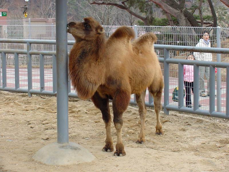 Bactrian Camel; DISPLAY FULL IMAGE.