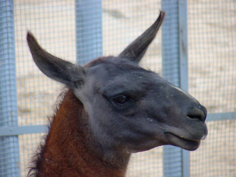 Llama; DISPLAY FULL IMAGE.