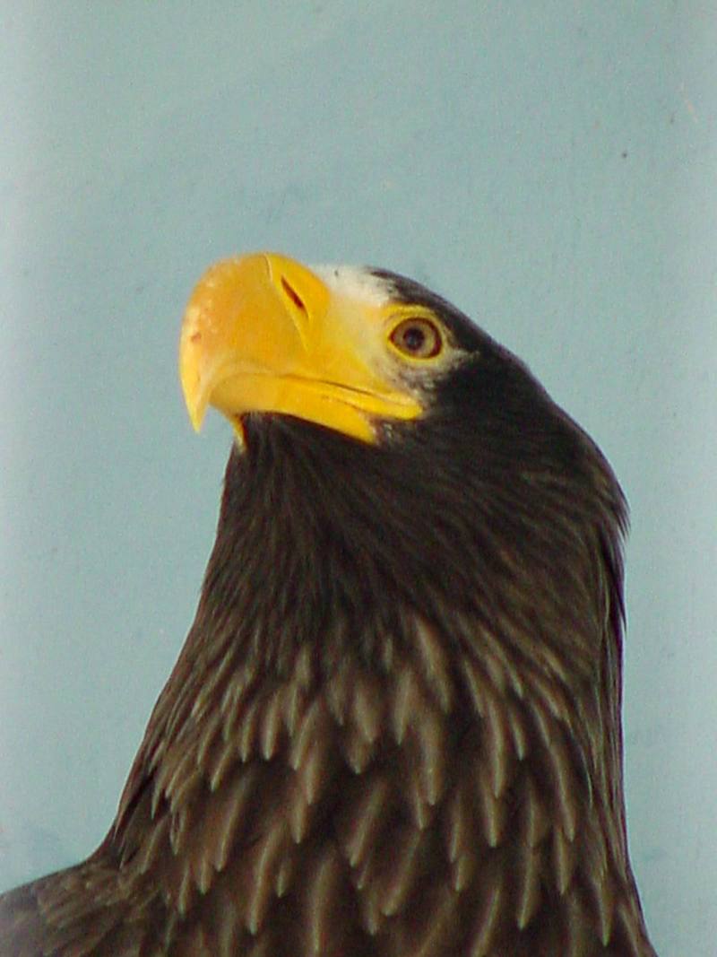 Steller's sea eagle; DISPLAY FULL IMAGE.