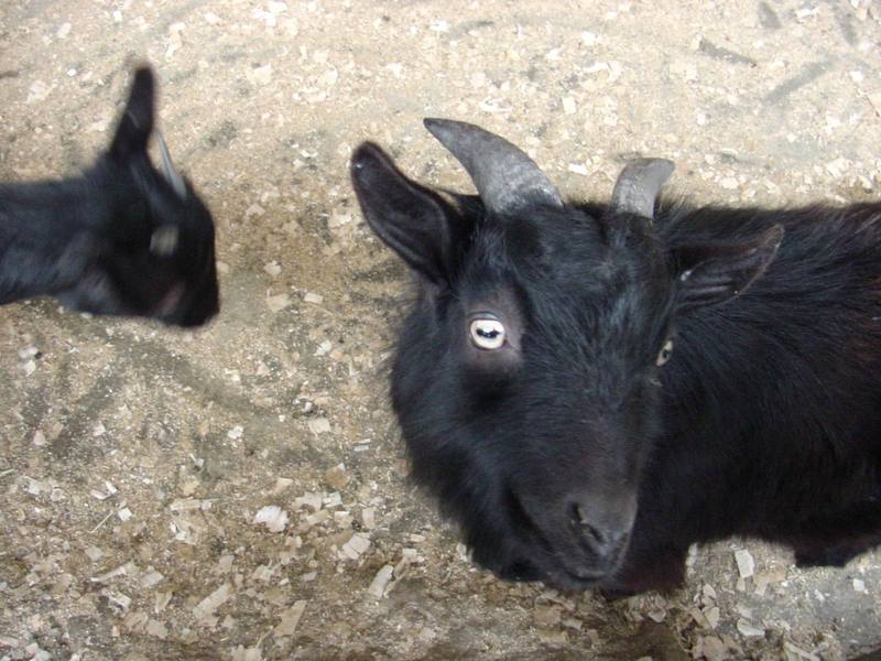 Black goats; DISPLAY FULL IMAGE.