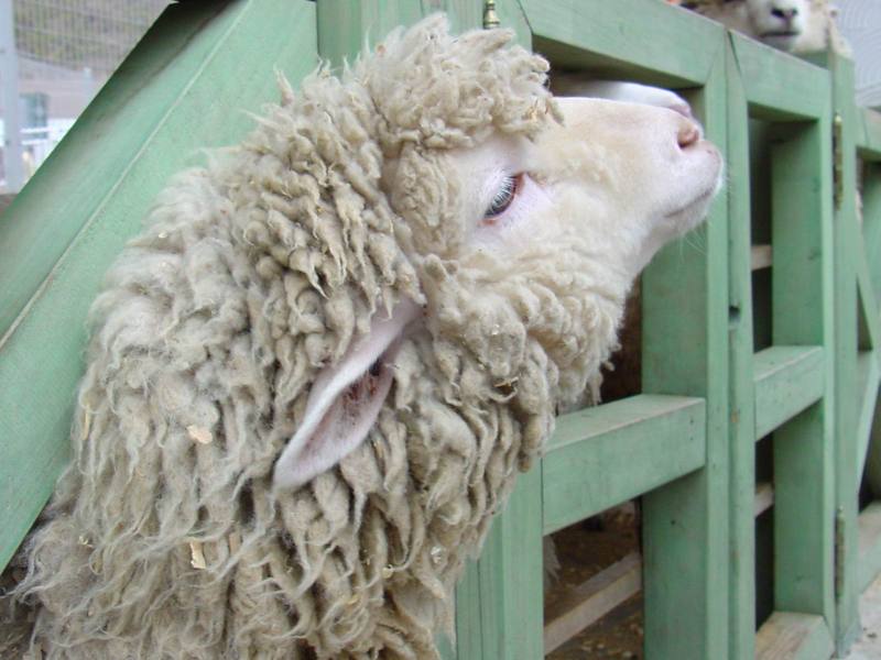 Sheep; DISPLAY FULL IMAGE.