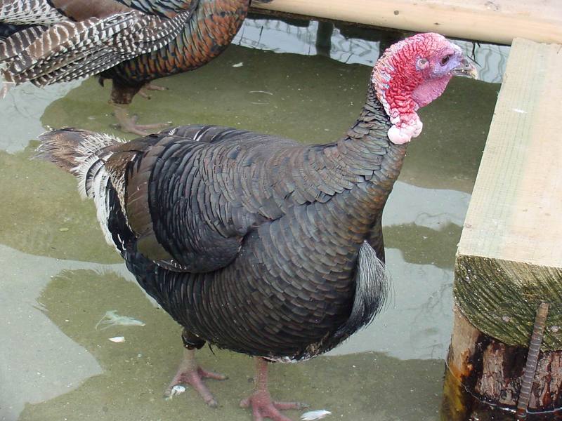 Domesticated Turkey; DISPLAY FULL IMAGE.