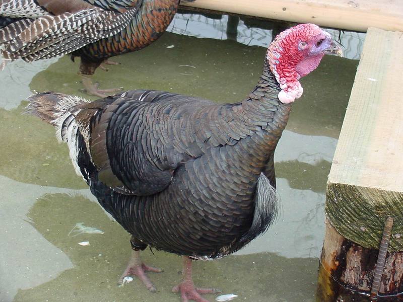 Domesticated Turkey; DISPLAY FULL IMAGE.