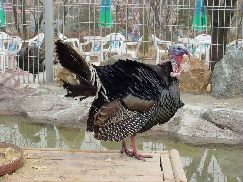 Domesticated Turkey; DISPLAY FULL IMAGE.