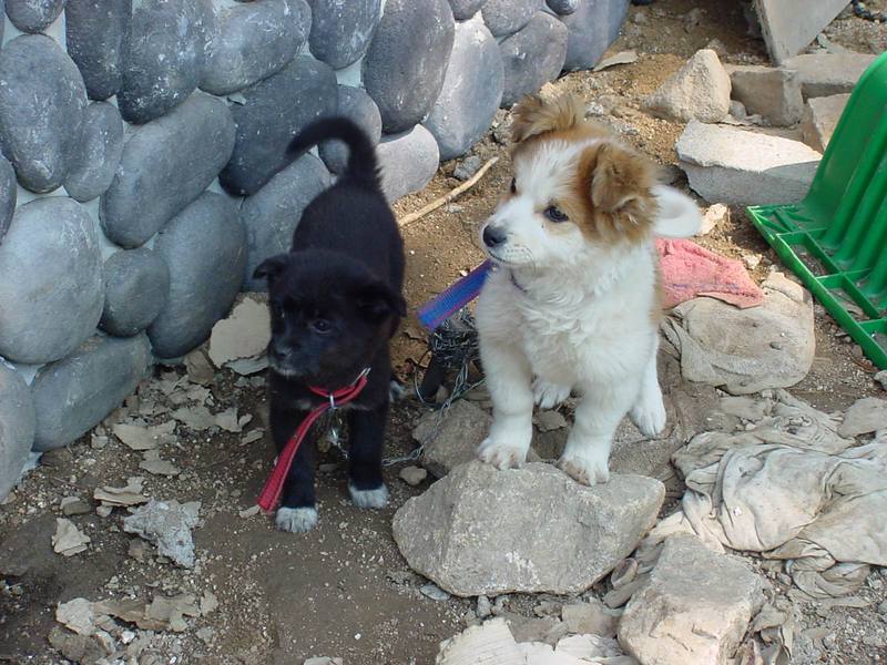 Dog Puppies; DISPLAY FULL IMAGE.