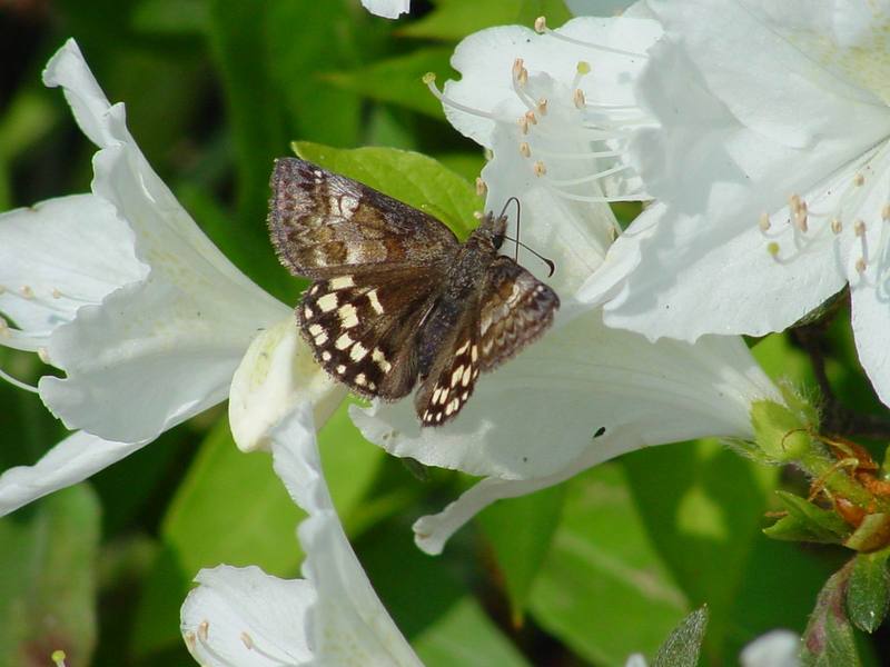 Butterfly -- 멧팔랑나비 Erynnis montana; DISPLAY FULL IMAGE.