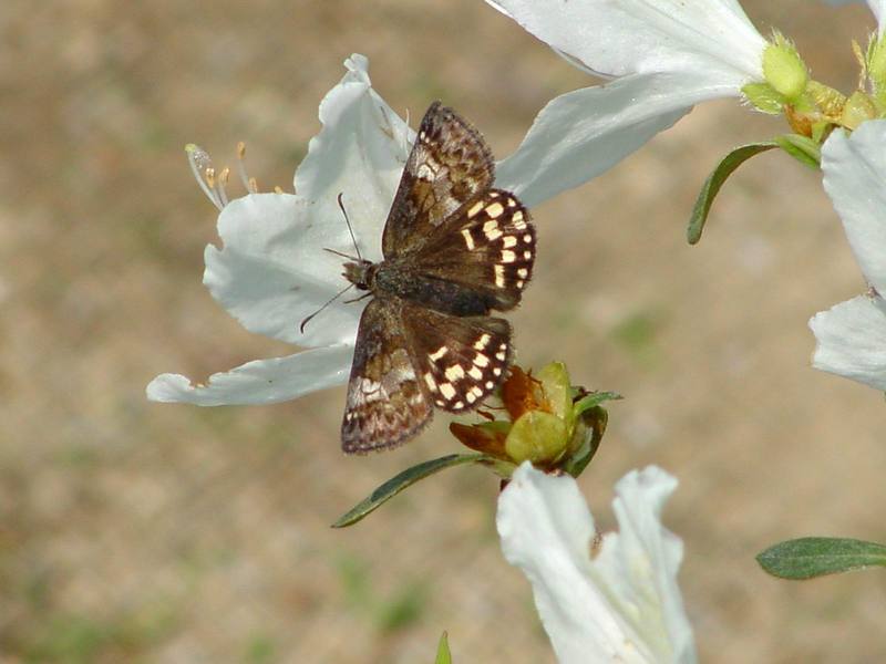 Butterfly; DISPLAY FULL IMAGE.