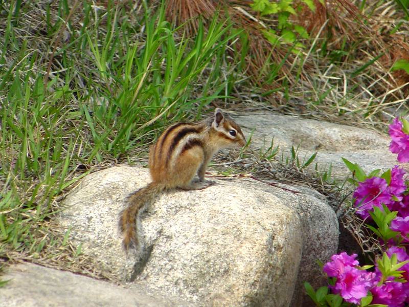 다람쥐 Tamias sibiricus asiaticus (Korean Chipmunk); DISPLAY FULL IMAGE.