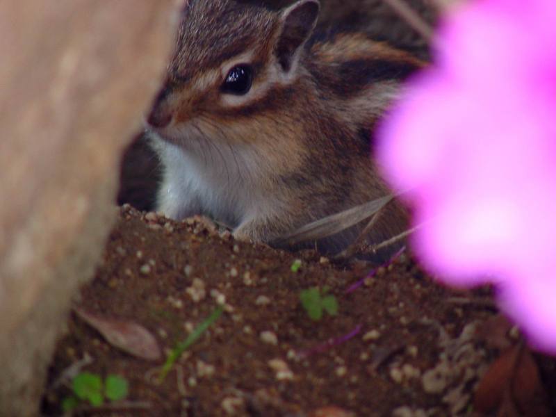 다람쥐 Tamias sibiricus asiaticus (Korean Chipmunk); DISPLAY FULL IMAGE.