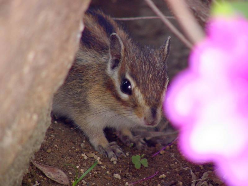 다람쥐 Tamias sibiricus asiaticus (Korean Chipmunk); DISPLAY FULL IMAGE.