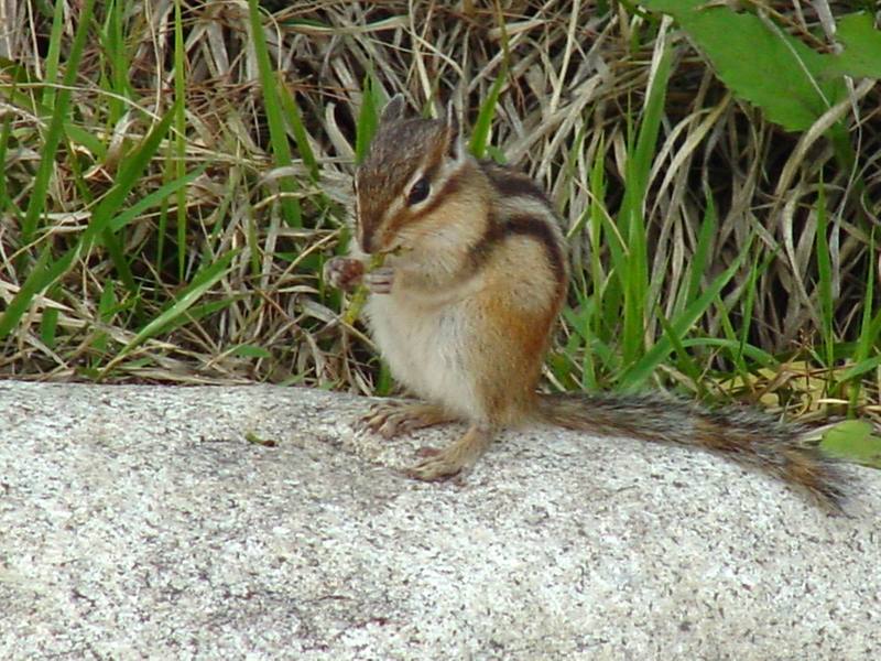 다람쥐 Tamias sibiricus asiaticus (Korean Chipmunk); DISPLAY FULL IMAGE.