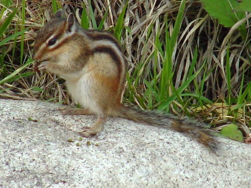 다람쥐 Tamias sibiricus asiaticus (Korean Chipmunk); DISPLAY FULL IMAGE.