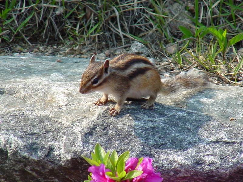 다람쥐 Tamias sibiricus asiaticus (Korean Chipmunk); DISPLAY FULL IMAGE.