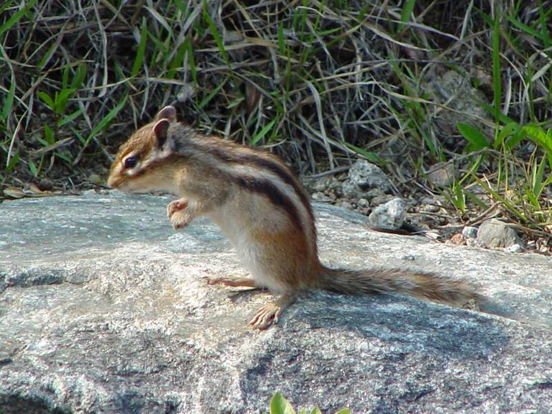 다람쥐 Tamias sibiricus asiaticus (Korean Chipmunk); DISPLAY FULL IMAGE.