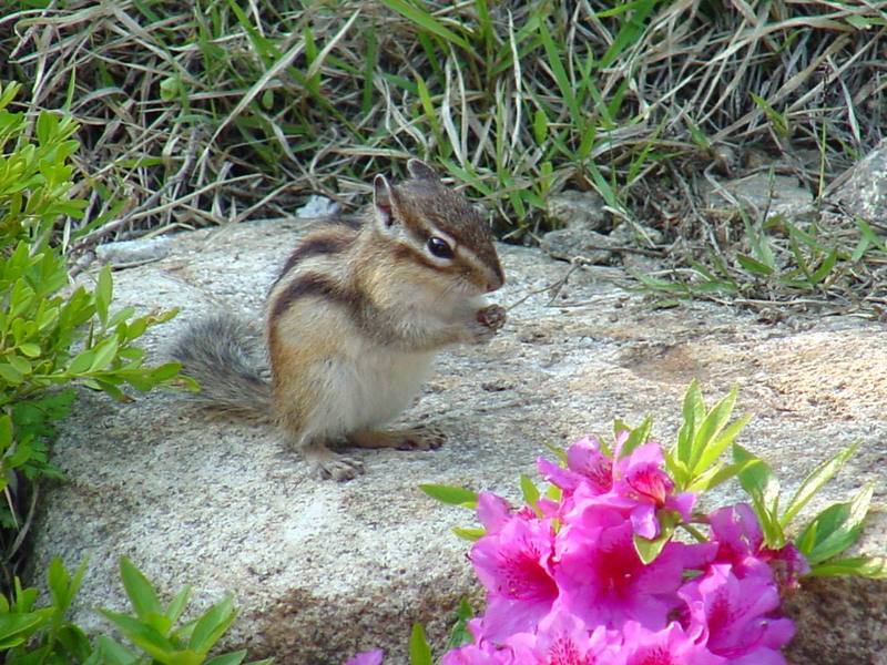 다람쥐 Tamias sibiricus asiaticus (Korean Chipmunk); DISPLAY FULL IMAGE.