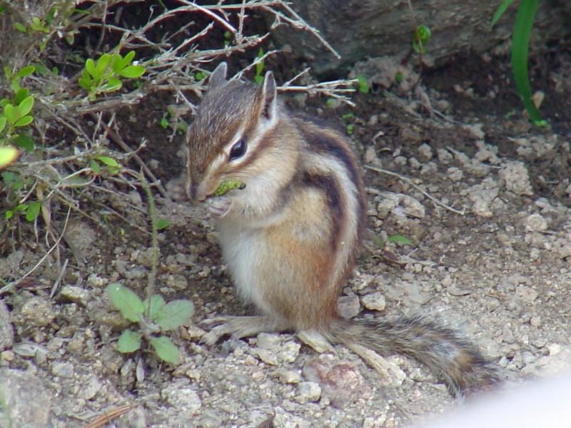 다람쥐 Tamias sibiricus asiaticus (Korean Chipmunk); DISPLAY FULL IMAGE.