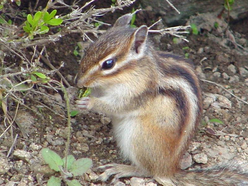 다람쥐 Tamias sibiricus asiaticus (Korean Chipmunk); DISPLAY FULL IMAGE.