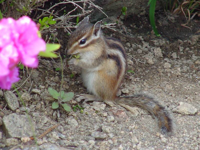 다람쥐 Tamias sibiricus asiaticus (Korean Chipmunk); DISPLAY FULL IMAGE.