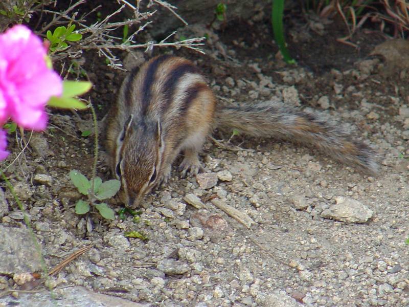 다람쥐 Tamias sibiricus asiaticus (Korean Chipmunk); DISPLAY FULL IMAGE.