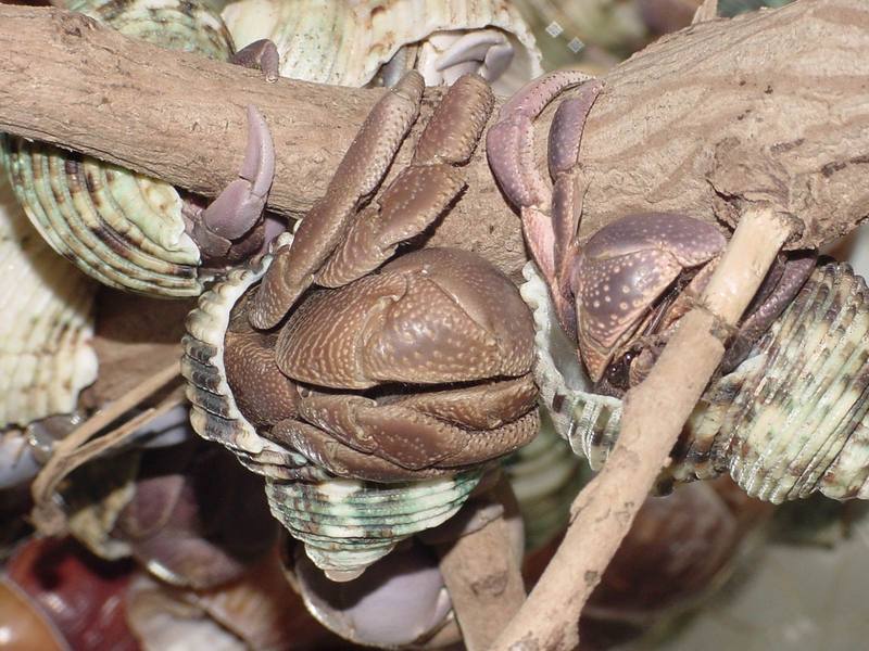 Land Hermit Crabs; DISPLAY FULL IMAGE.