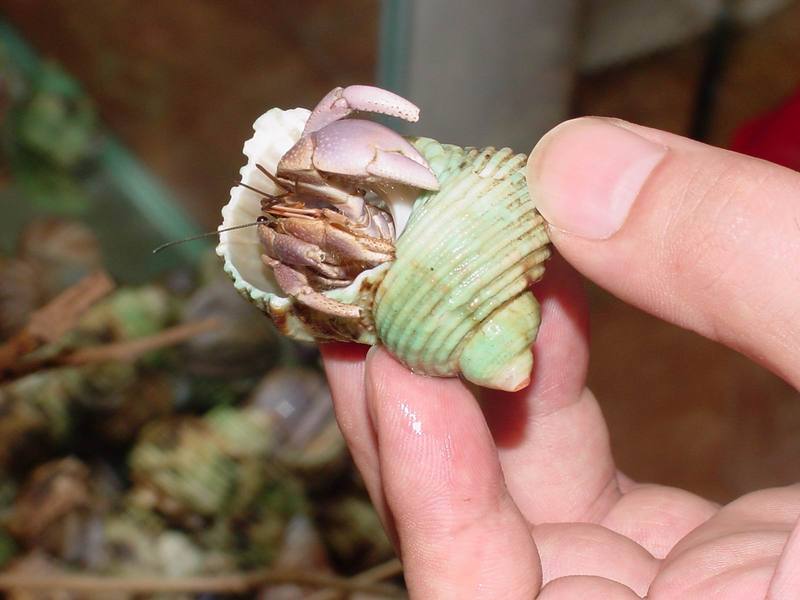 Land Hermit Crabs; DISPLAY FULL IMAGE.