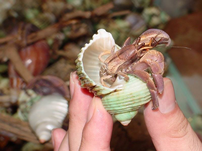 Land Hermit Crabs; DISPLAY FULL IMAGE.