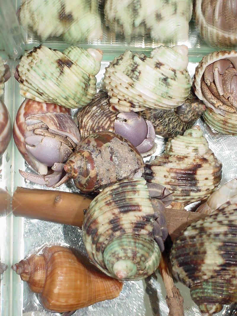 Land Hermit Crabs; DISPLAY FULL IMAGE.