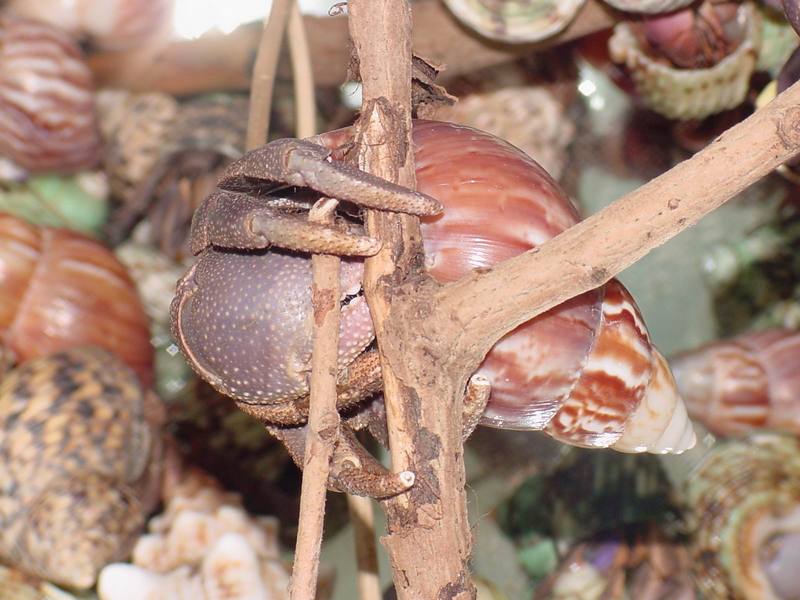 Land Hermit Crabs; DISPLAY FULL IMAGE.
