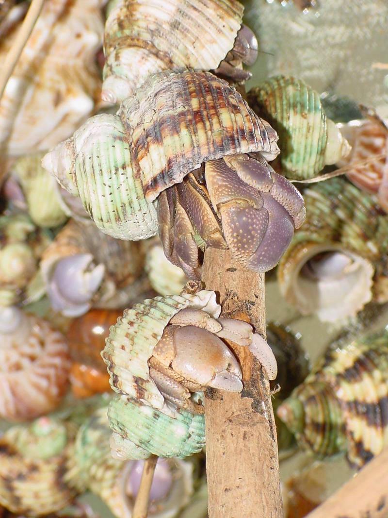 Land Hermit Crabs; DISPLAY FULL IMAGE.