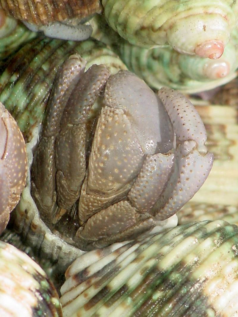 Land Hermit Crabs; DISPLAY FULL IMAGE.