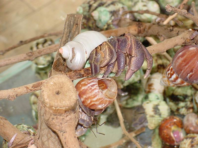 Land Hermit Crabs; DISPLAY FULL IMAGE.