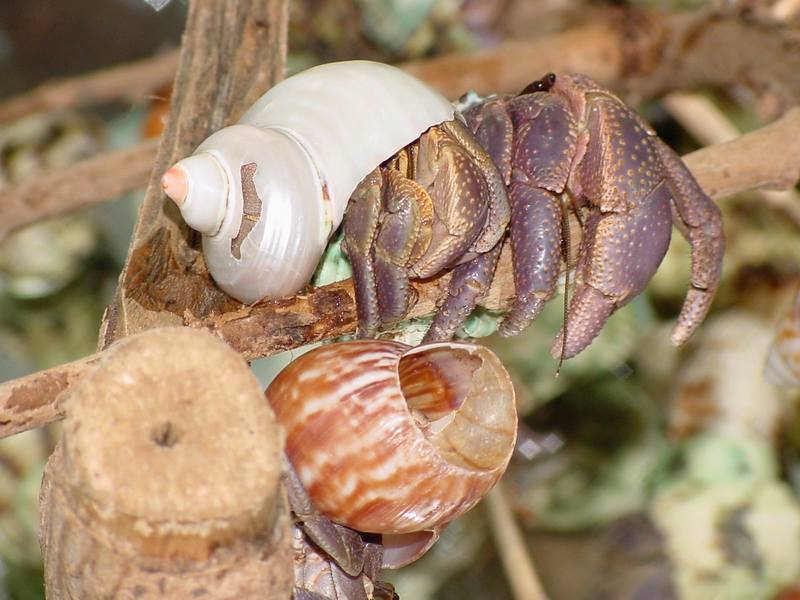 Land Hermit Crabs; DISPLAY FULL IMAGE.