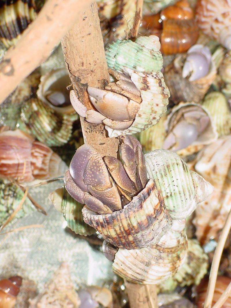 Land Hermit Crabs; DISPLAY FULL IMAGE.