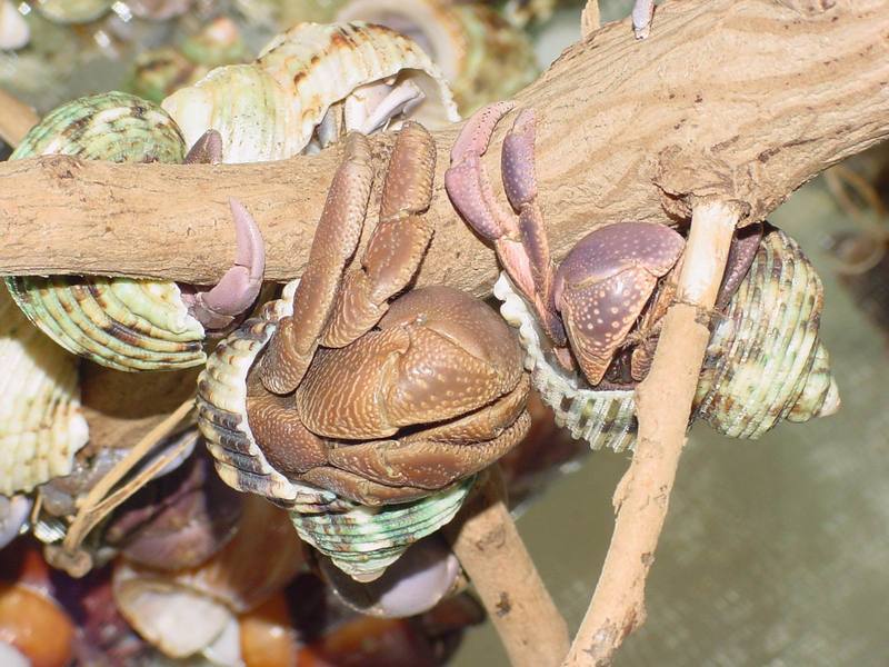 Land Hermit Crabs; DISPLAY FULL IMAGE.