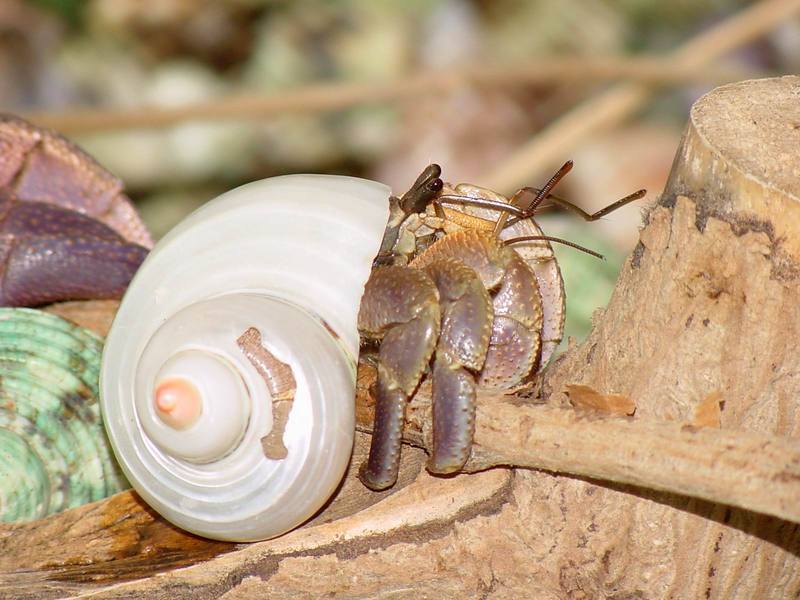 Land Hermit Crabs; DISPLAY FULL IMAGE.