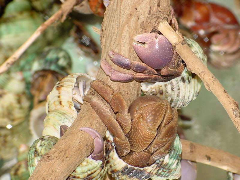 Land Hermit Crabs; DISPLAY FULL IMAGE.