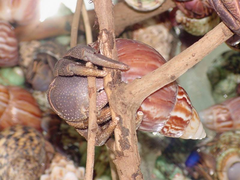 Land Hermit Crabs; DISPLAY FULL IMAGE.