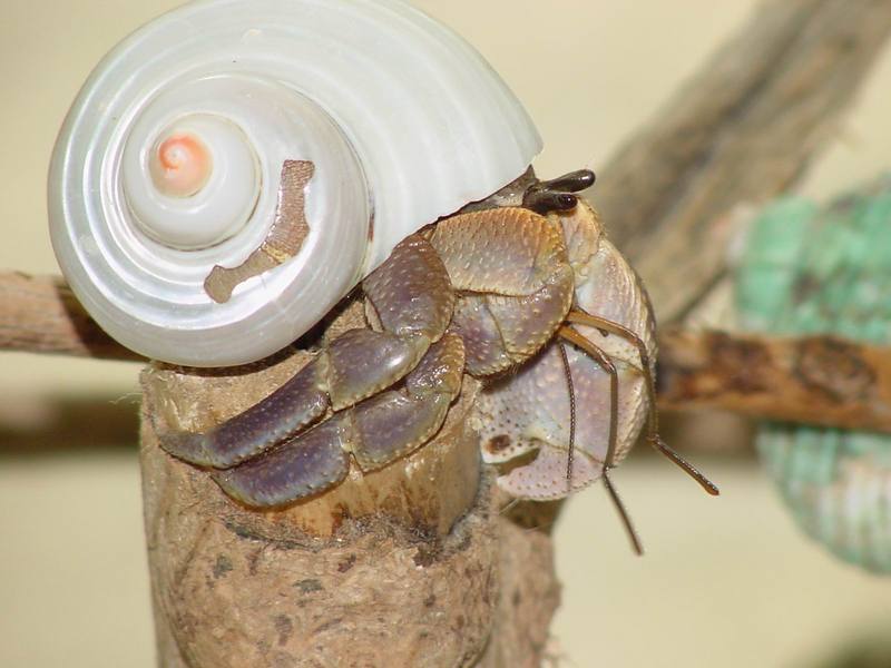 Land Hermit Crabs; DISPLAY FULL IMAGE.
