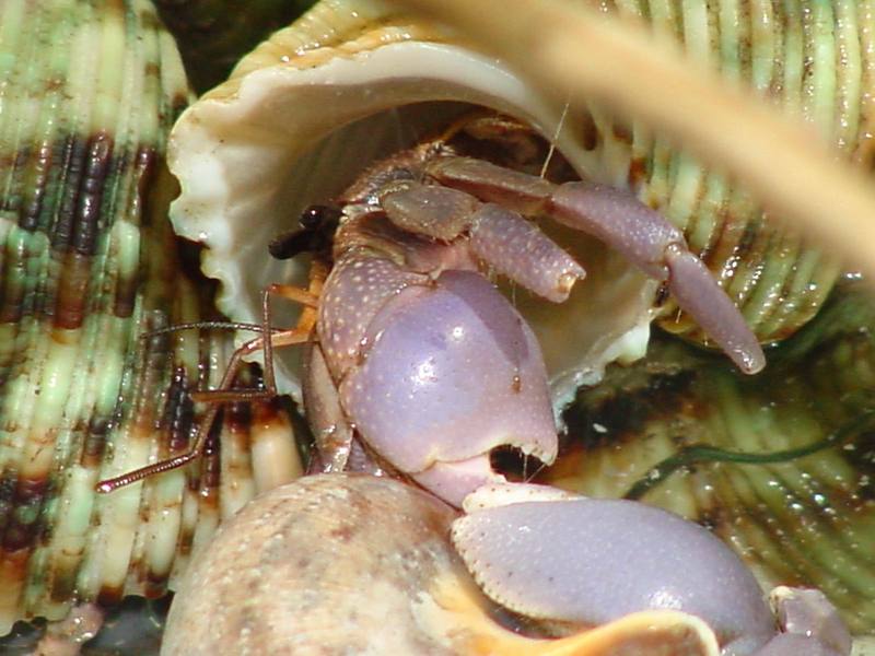 Land Hermit Crabs; DISPLAY FULL IMAGE.