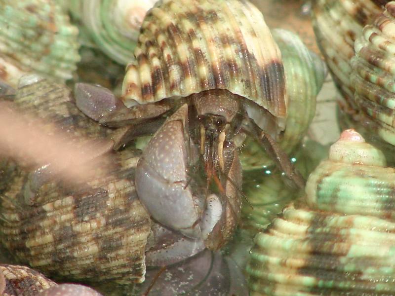 Land Hermit Crabs; DISPLAY FULL IMAGE.