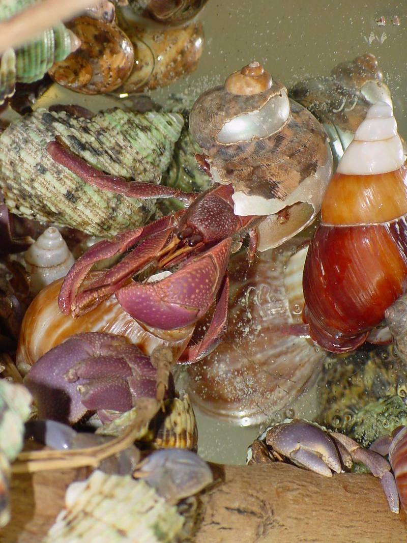 Land Hermit Crabs; DISPLAY FULL IMAGE.