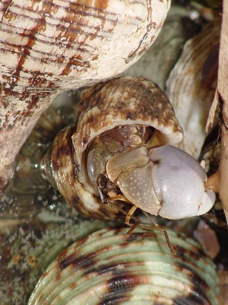 Land Hermit Crabs; DISPLAY FULL IMAGE.