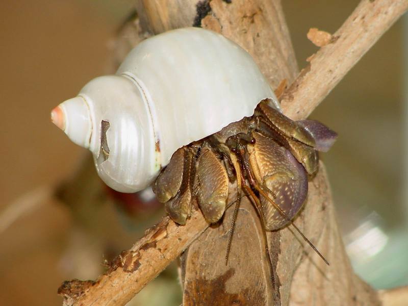 Land Hermit Crabs; DISPLAY FULL IMAGE.