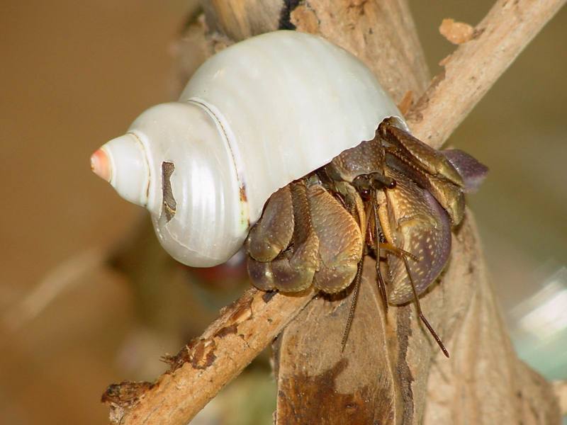 Land Hermit Crabs; DISPLAY FULL IMAGE.